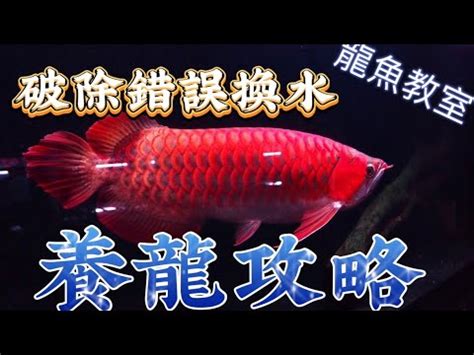 龍魚換水|龍魚換水養水再談 